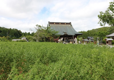 かつて房総の特産品だったベニ花祭りが開かれる