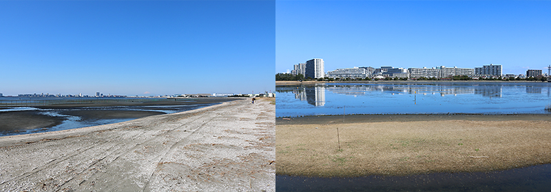 ふなばし三番瀬と谷津干潟